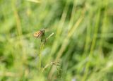 Svartflckig glanssmygare Sngbergstorpet