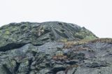 jaktfalk  