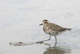 pacific golden plover.jpg