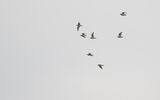 sharp-tailed sandpiper.jpg