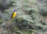 Grstrupig minivett - Grey-chinned Minivet - Pericrocotus solaris griseogularis.jpg