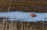 Sumpvipa - White-tailed Lapwing - (Vanellus leucurus)