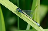 Strre kustflickslnda - Common Bluetail - (Ischnura elegans)