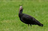 Eremitibis - Bald Ibis - (Geronticus eremita)