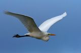 gretthger - Great White Egret - (Egretta alba)