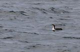 Stillahavslom - Pacific Loon - (Gavia pacifica)