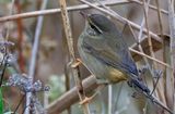 Videsngare - Raddes Warbler - (Phylloscopus schwarzi)