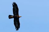 Kungsrn - Golden Eagle - (Aquila chrysaetos)