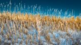 Snow Flakes And Grass