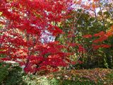 Bebeah Gardens