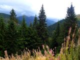 On the way from Maramureș to Bucovina
