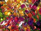 Autumn 2025, Canberra, ACT
