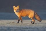 Red Fox