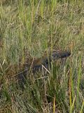 IMG_2741.jpg