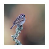 Pardal-monts  ---  Tree Sparrow  ---  (Passer montanus)