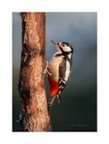 Pica-pau-malhado  ---  Great Spotted Woodpecker  ---  (Dendrocopos major)