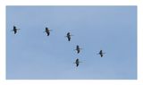 Grou  ---  Crane  ---  (Grus grus)