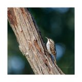 Trepadeira  ---  Short-toed Treecreeper  ---  (Certhia brachydactyla)