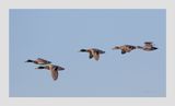 Pato-real  ---  Mallard  ---  (Anas platyrhynchos)
