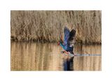 Camo  ---  Purple Gallinule  ---  (Porphyrio porphyrio)