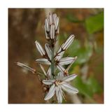 Abrtea  -  Asphodelus macrocarpus