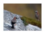 Gaio  ---  Jay  ---  (Garrulus glandarius)