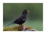 Melro  ---  Black Bird  ---  (Turdus merula)