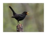 Melro  ---  Black Bird  ---  (Turdus merula)