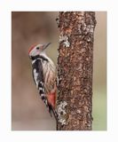 Pica-pau-mdio - Middle Spotted Woodpecker - Dendrocopos medius