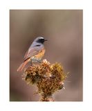 Rabirruivo-de-testa-branca  ---  Redstart  ---  (Phoenicurus phoenicurus)
