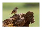 Rabirruivo-de-testa-branca  ---  Redstart  ---  (Phoenicurus phoenicurus)  - Female