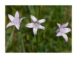 Campanula-rapunculus