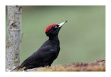 Picapau-preto --- Black Woodpecker --- (Dryocopus martius)