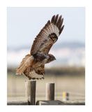 guia-dasa-redonda  ---  Buzzard  ---  (Buteo buteo)