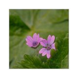 Geranium Molle