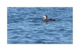 Mobelha-grande  ---  Great Northern Loon  ---  (Gavia immer)