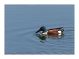 Pato-colhereiro  ---  Shoveler  ---  (Anas clypeata)