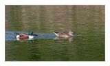 Pato-colhereiro  ---  Shoveler  ---  (Anas clypeata)
