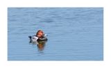 Zarro  ---  Pochard  ---  (Aythya ferina)