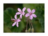 Erodium moschatum