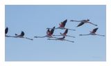 Flamingo  ---  Greater Flamingo  ---  (Phoenicopterus roseus)