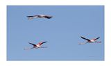 Flamingo  ---  Greater Flamingo  ---  (Phoenicopterus roseus)