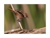 Chapim-de-bigodes  ---  Bearded Reedling  ---   (Panurus biarmicus)