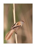 Chapim-de-bigodes  ---  Bearded Reedling  ---   (Panurus biarmicus)