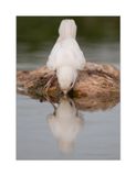 Picano-barreteiro  ---  Woodchat Shrike  ---  (Lanius senator) - ALBINO