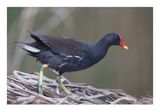 Galinha-dgua  ---  Moorhen  ---  (Gallinula chloropus)