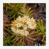 Helichrysum italicum