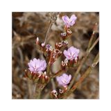 Limonium plurisquamatum