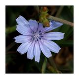 Cichorium intybus