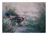 guia-sapeira --- Marsh Harrier --- (Circus aeruginosus)